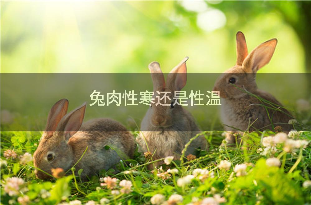 兔肉性寒还是性温