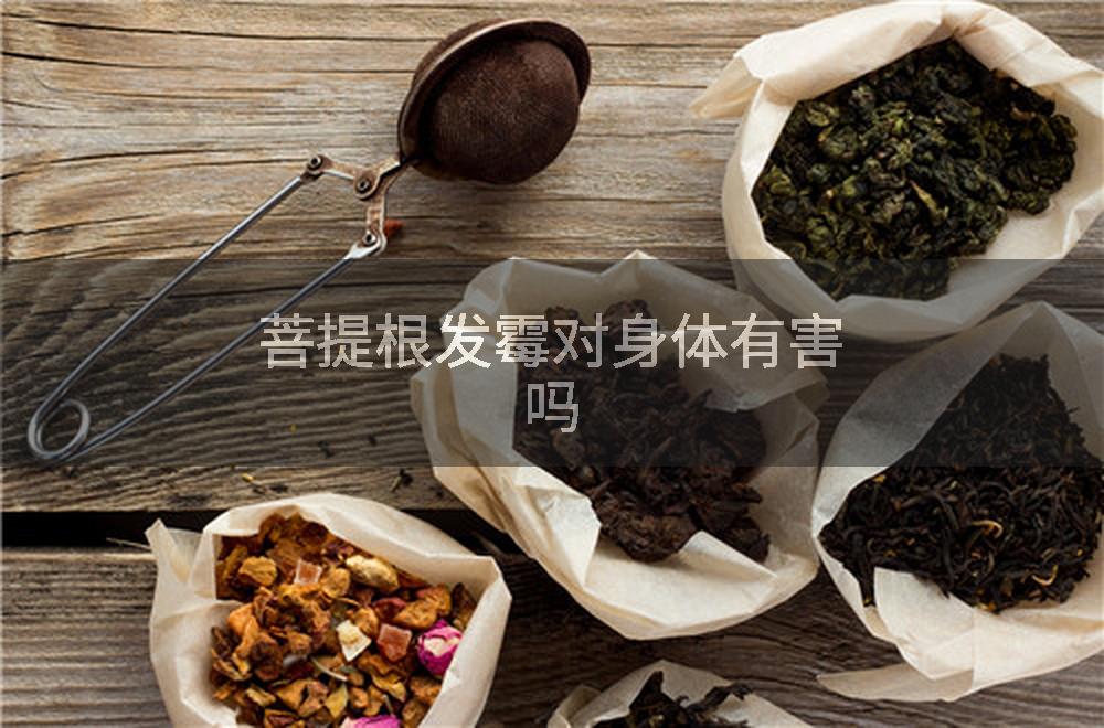 菩提根发霉对身体有害吗