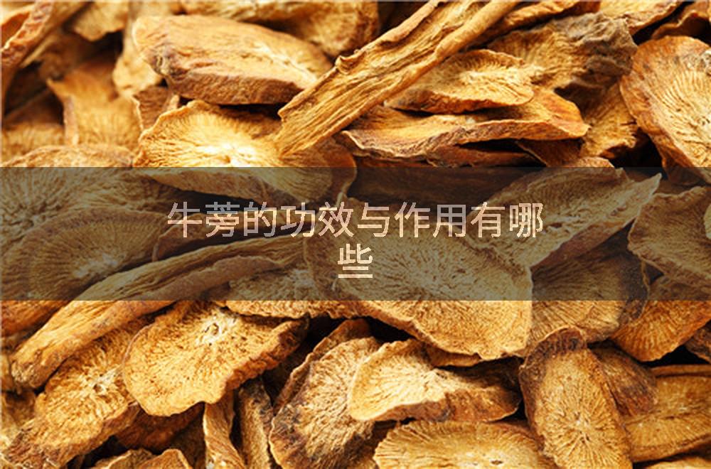 牛蒡的功效与作用有哪些