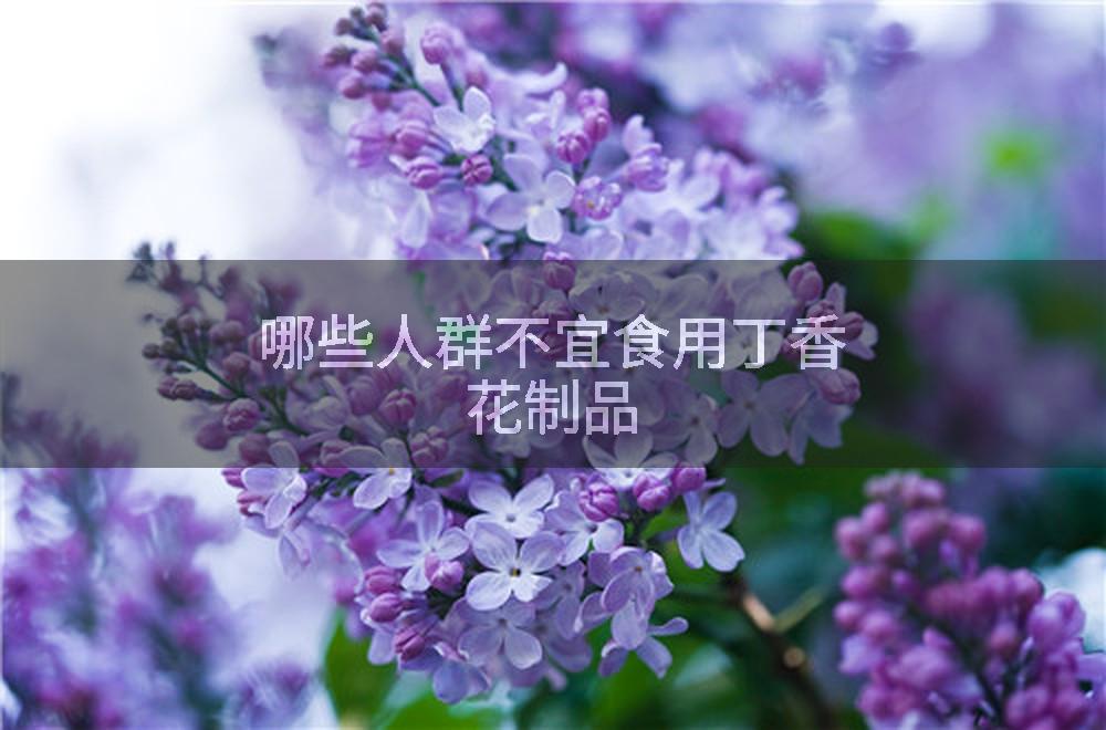 哪些人群不宜食用丁香花制品