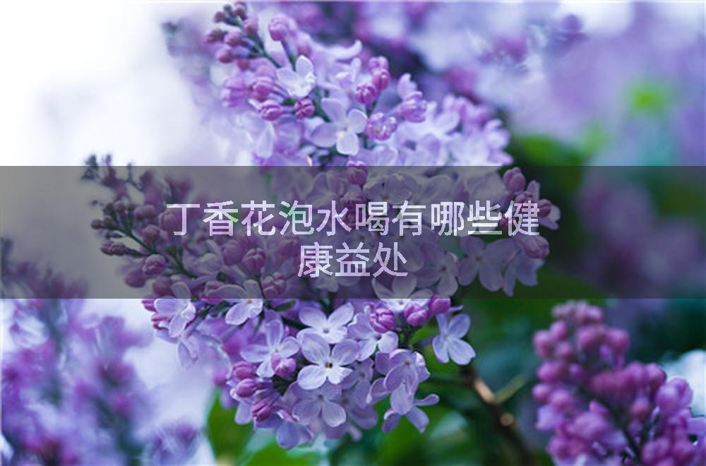 丁香花泡水喝有哪些健康益处