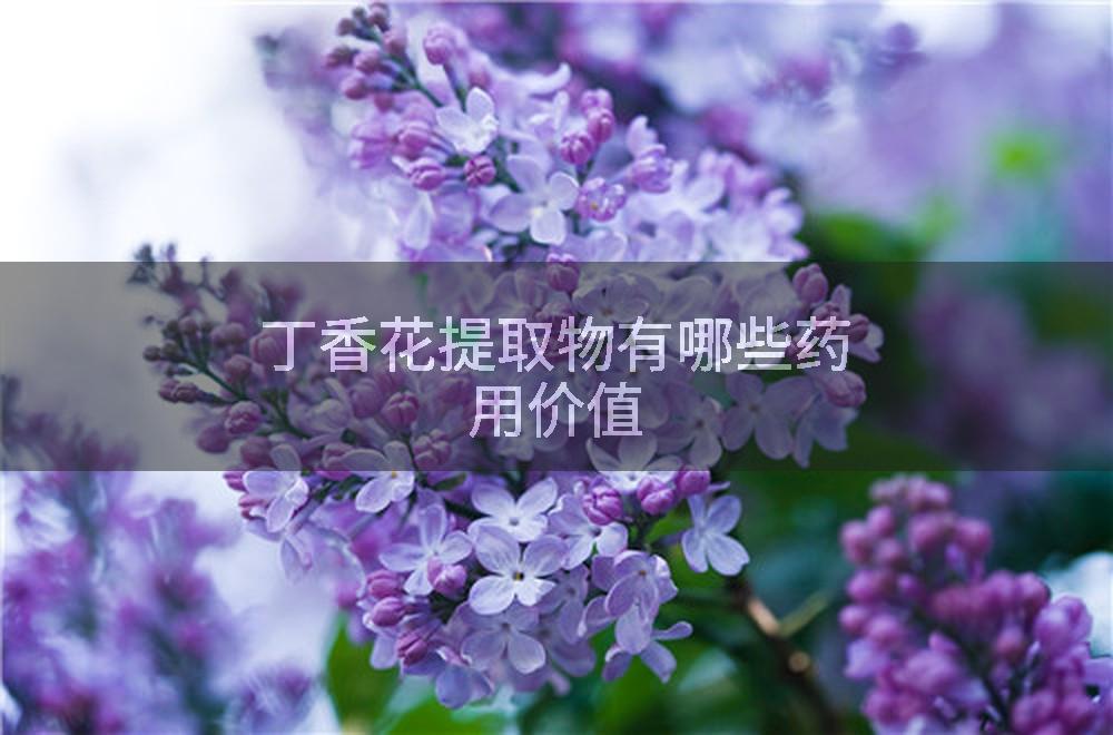 丁香花提取物有哪些药用价值