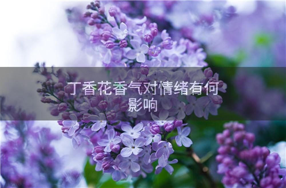 丁香花香气对情绪有何影响
