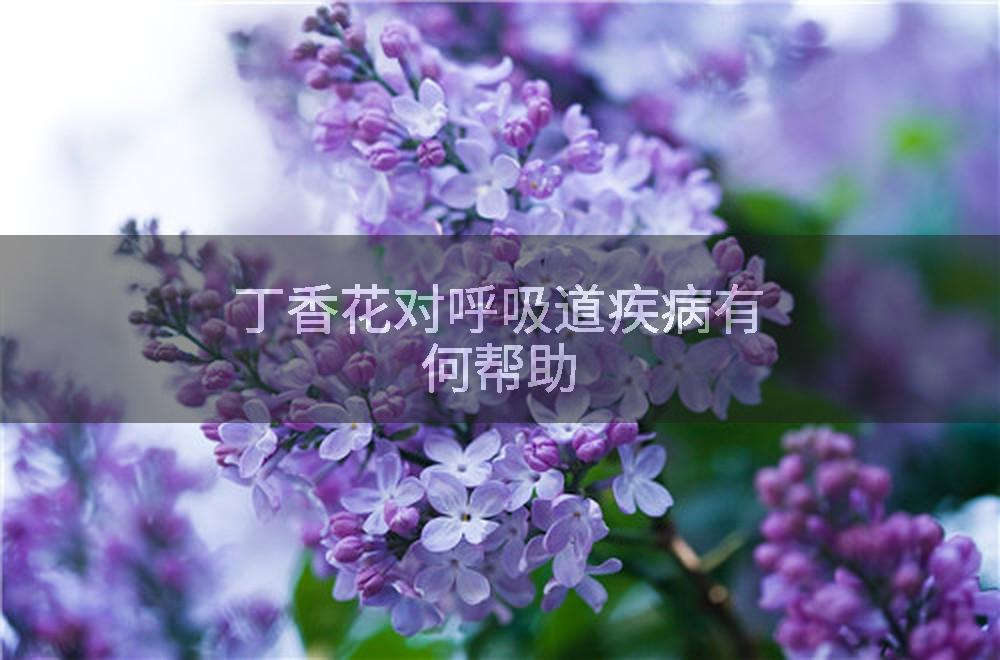 丁香花对呼吸道疾病有何帮助
