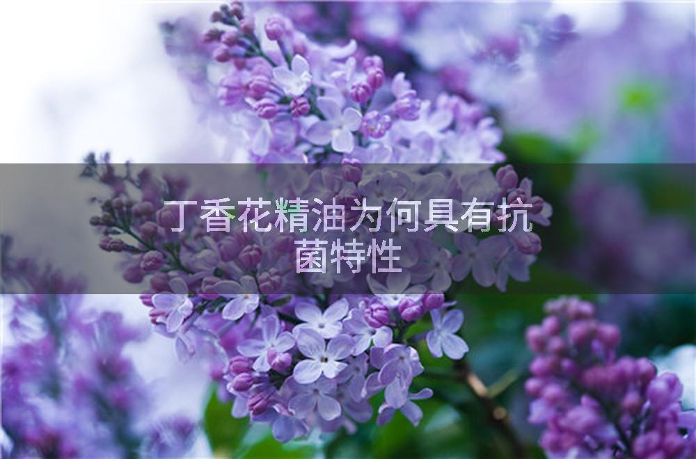 丁香花精油为何具有抗菌特性