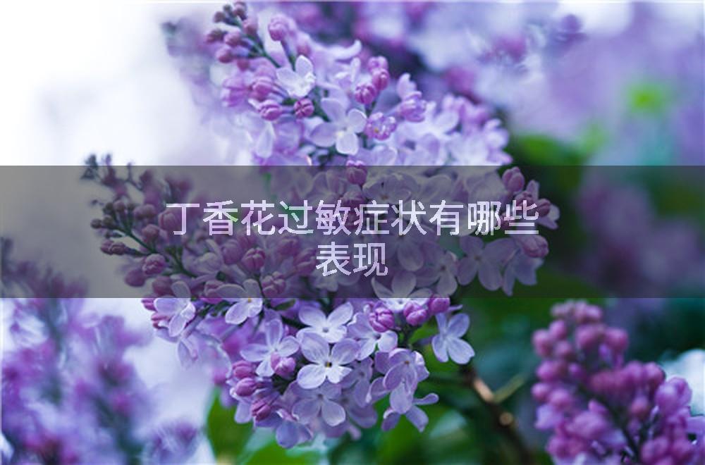 丁香花过敏症状有哪些表现