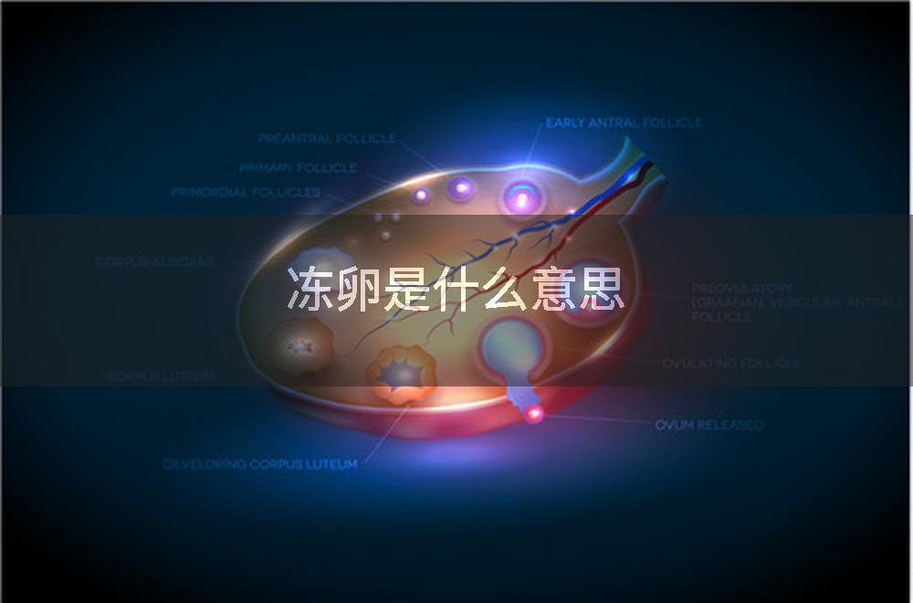 冻卵是什么意思