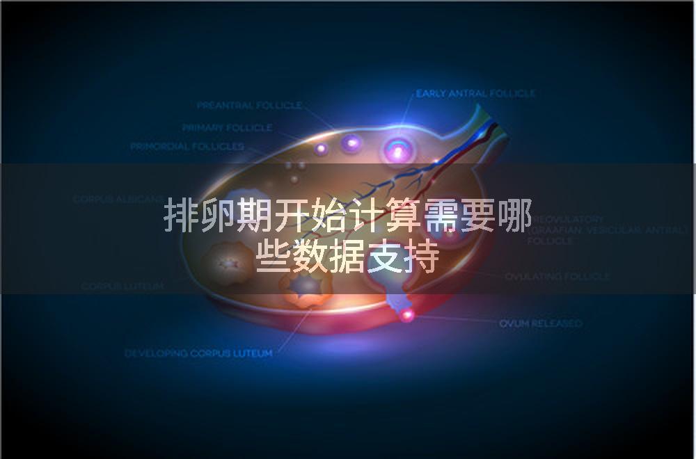 排卵期开始计算需要哪些数据支持