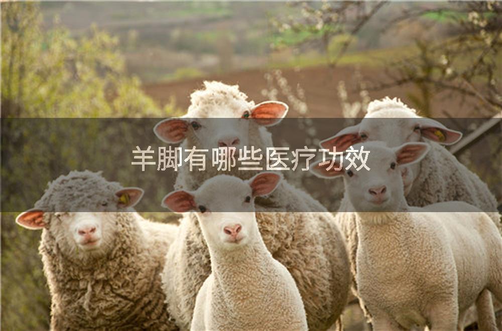 羊脚有哪些医疗功效