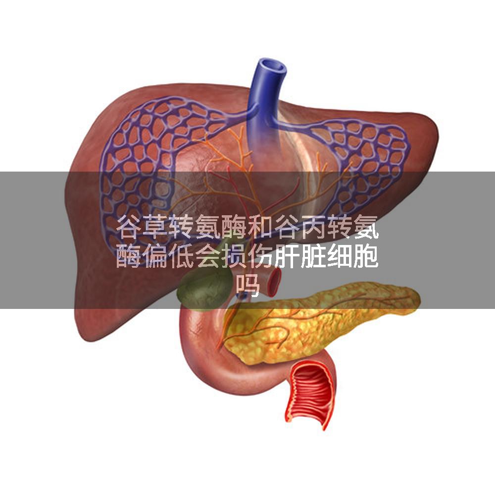 谷草转氨酶和谷丙转氨酶偏低会损伤肝脏细胞吗