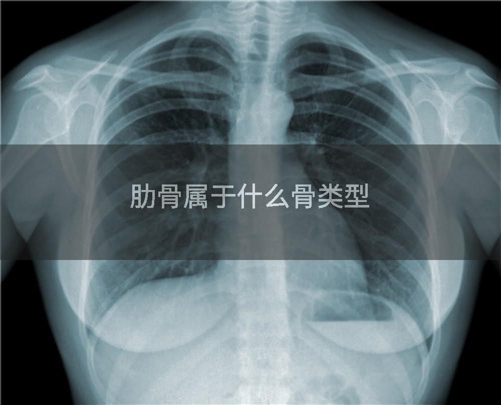 肋骨属于什么骨类型