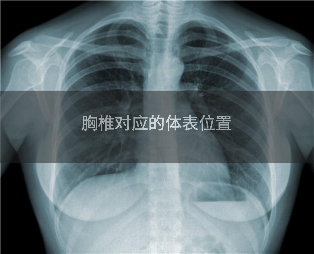 胸椎对应的体表位置