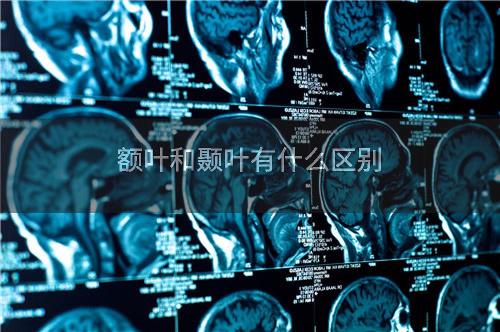 额叶和颞叶有什么区别