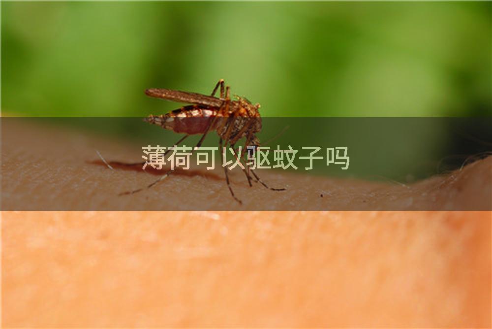 薄荷可以驱蚊子吗