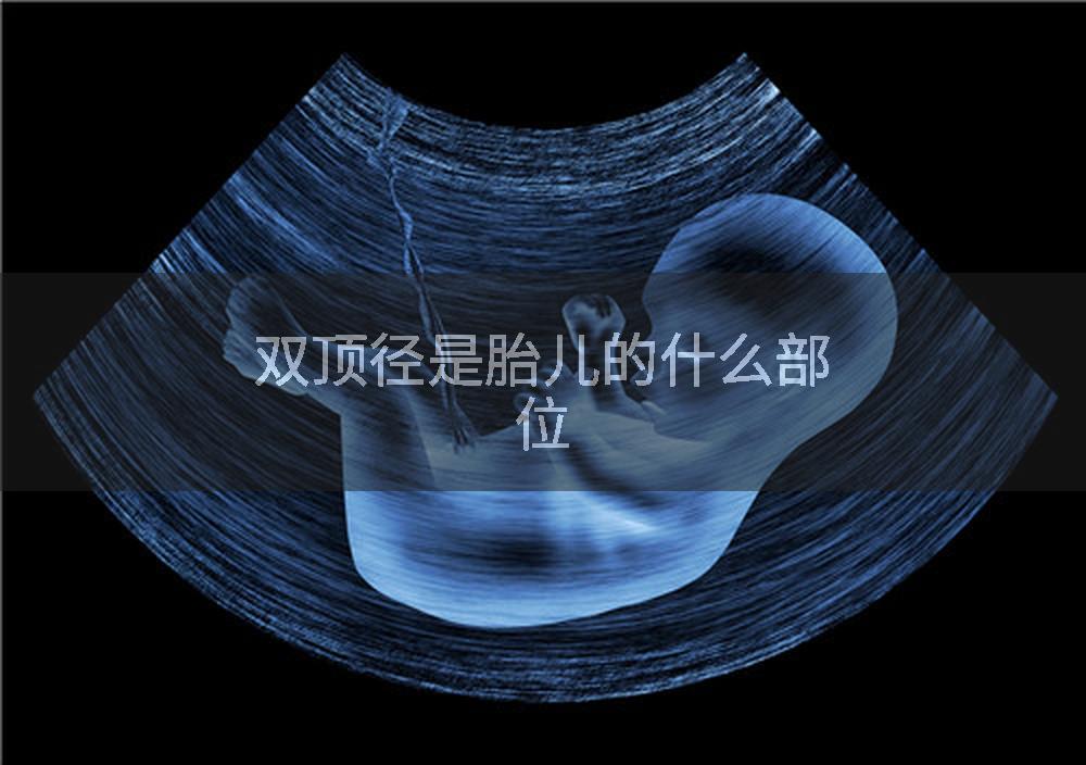 双顶径是胎儿的什么部位