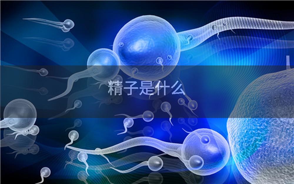 精子是什么