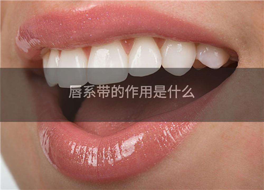 唇系带的作用是什么