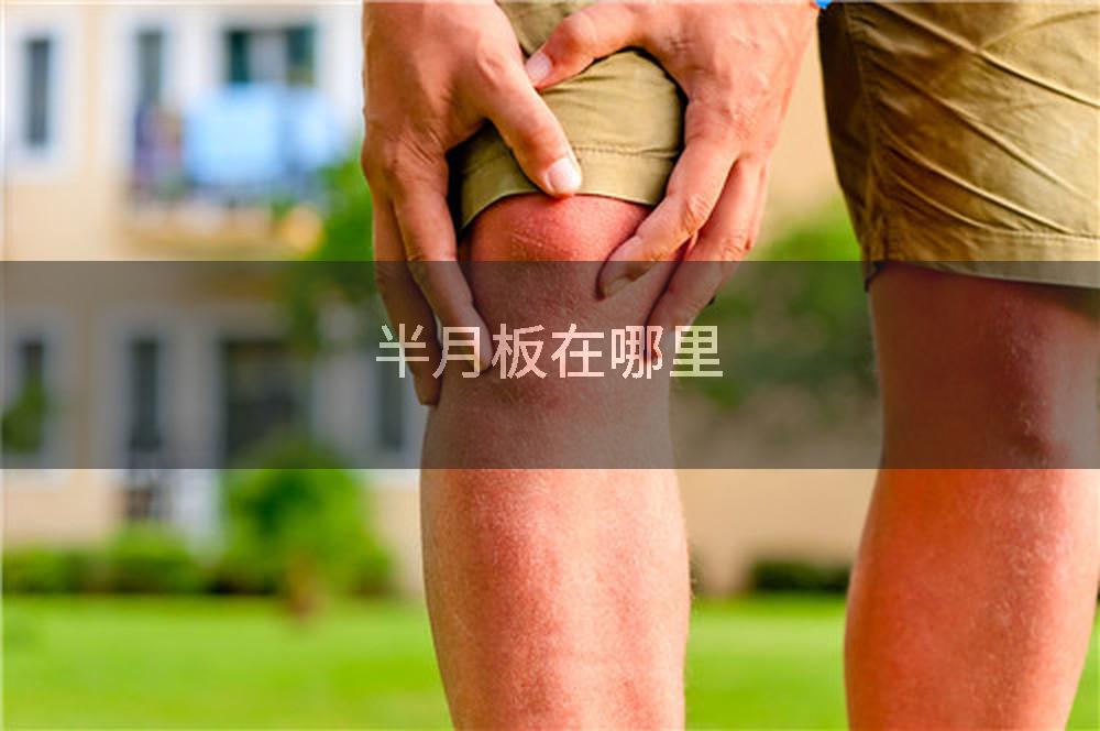 半月板在哪里
