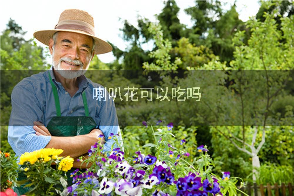 喇叭花可以吃吗