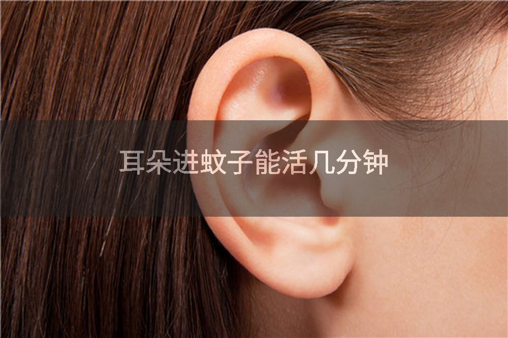 耳朵进蚊子能活几分钟