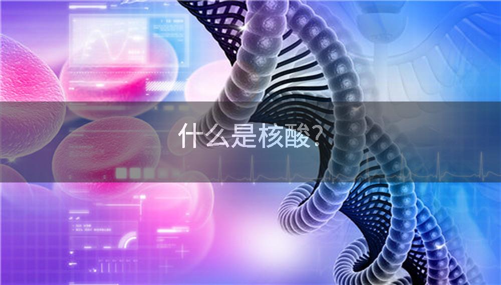 什么是核酸?
