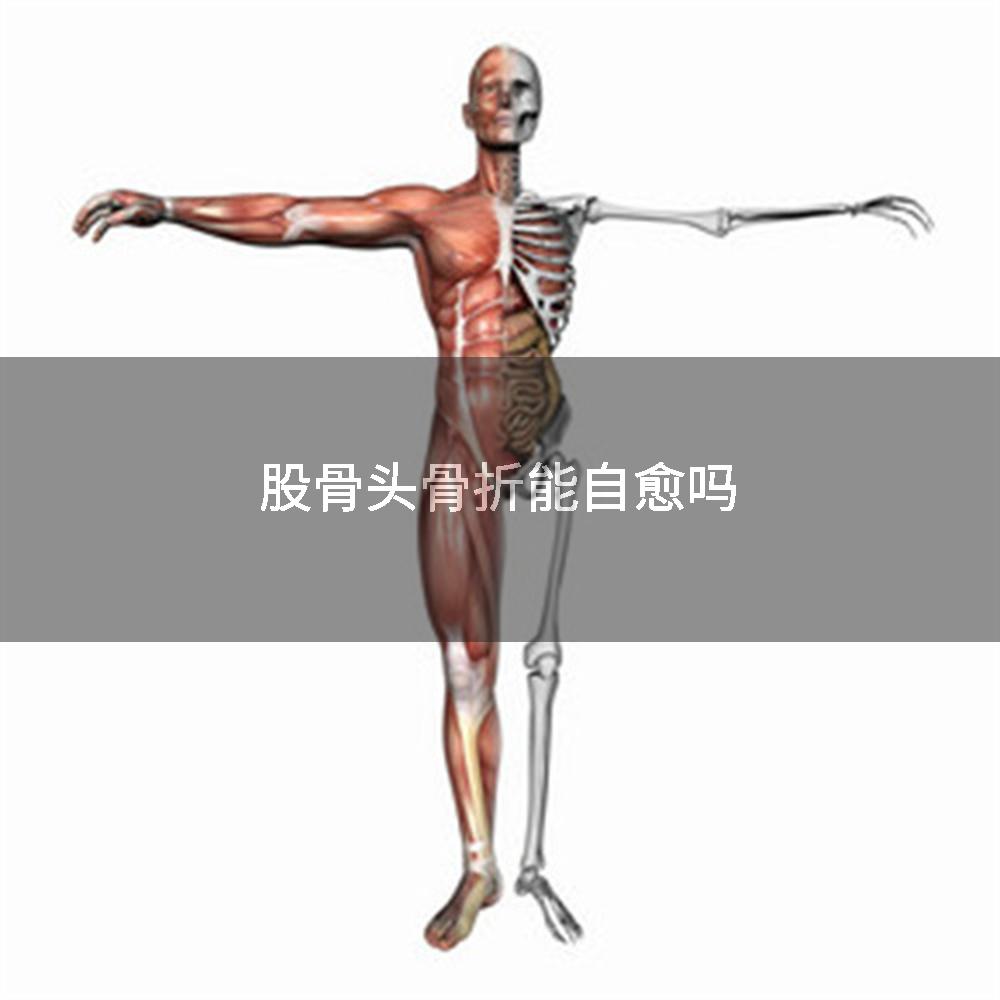 股骨头骨折能自愈吗