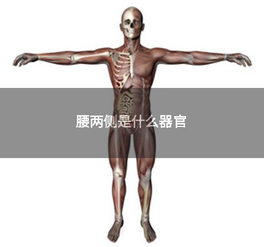 腰两侧是什么器官