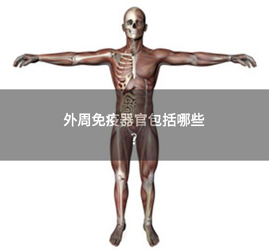 外周免疫器官包括哪些?