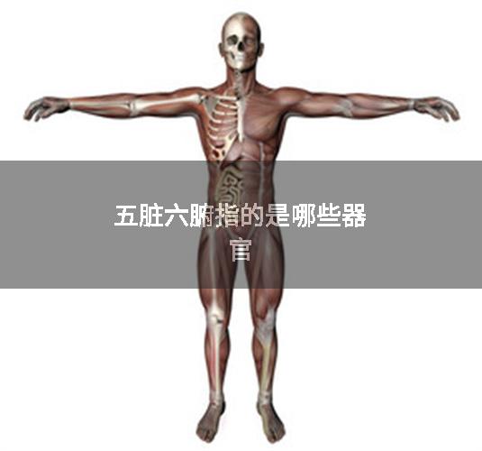 五脏六腑指的是哪些器官