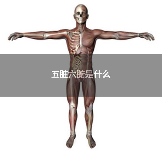 五脏六腑是什么