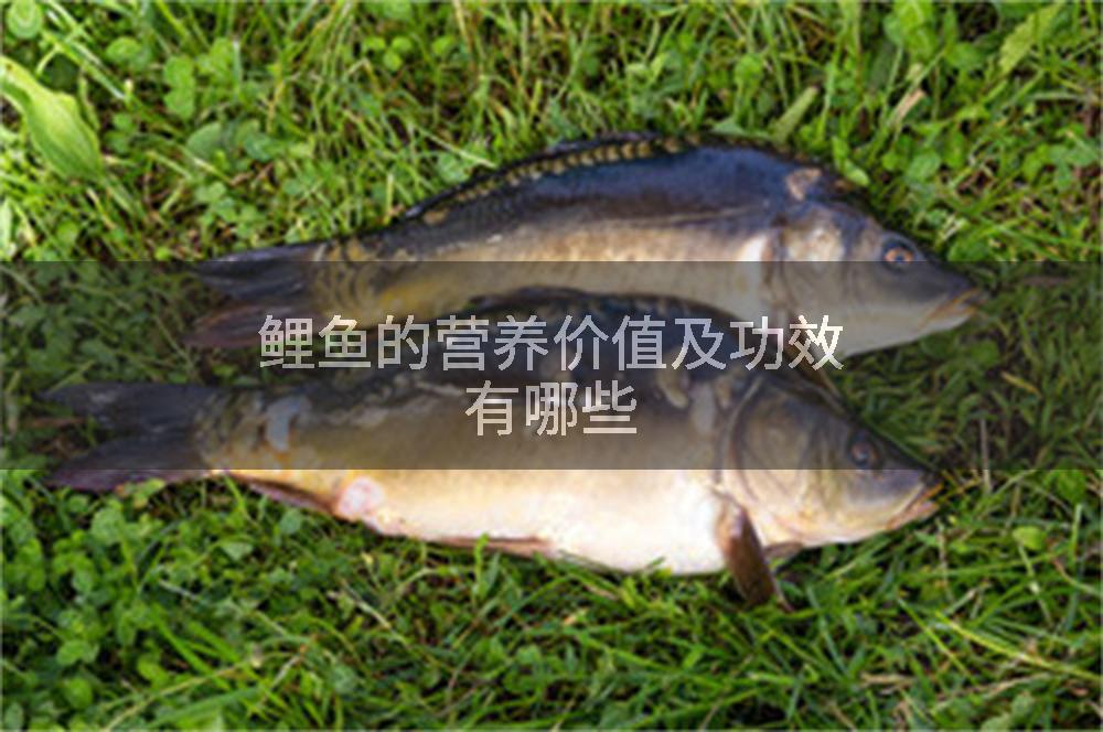 鲤鱼的营养价值及功效有哪些