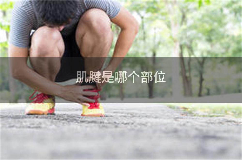 肌腱是哪个部位