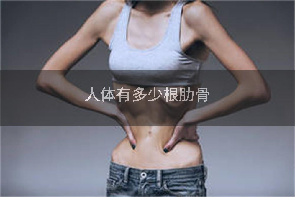 人体有多少根肋骨