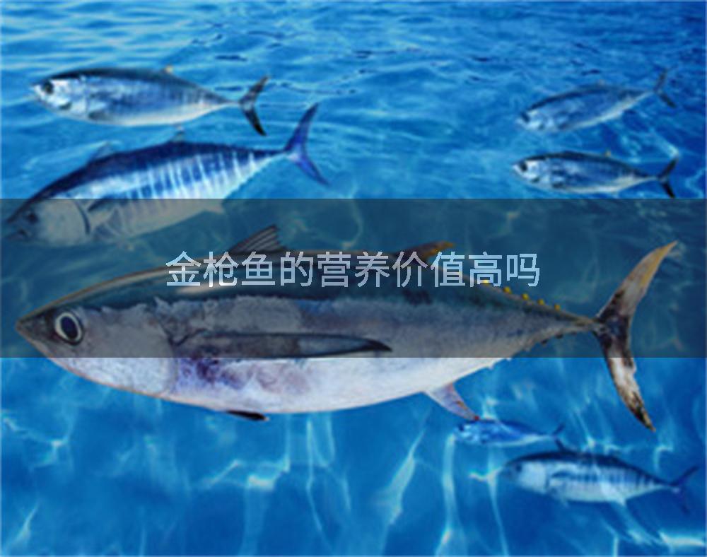 金枪鱼的营养价值高吗