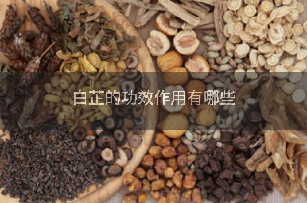 白芷的功效作用有哪些