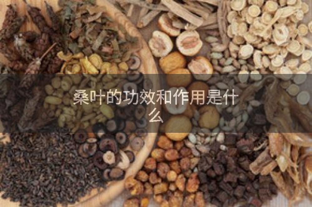 桑叶的功效和作用是什么