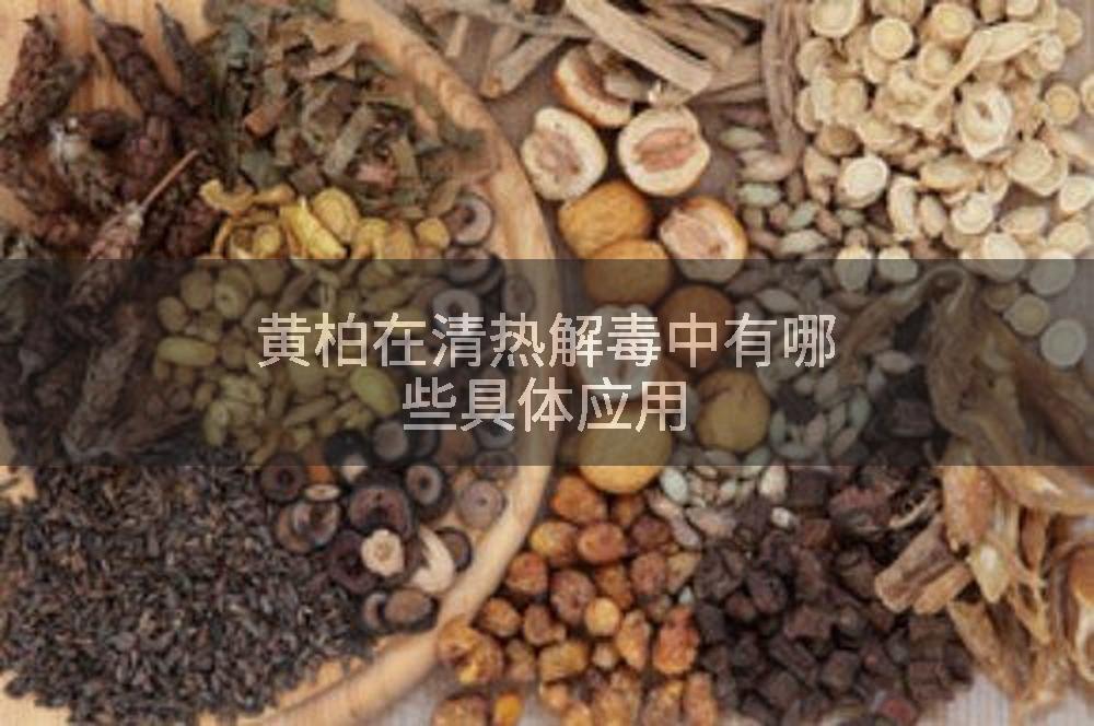 黄柏在清热解毒中有哪些具体应用