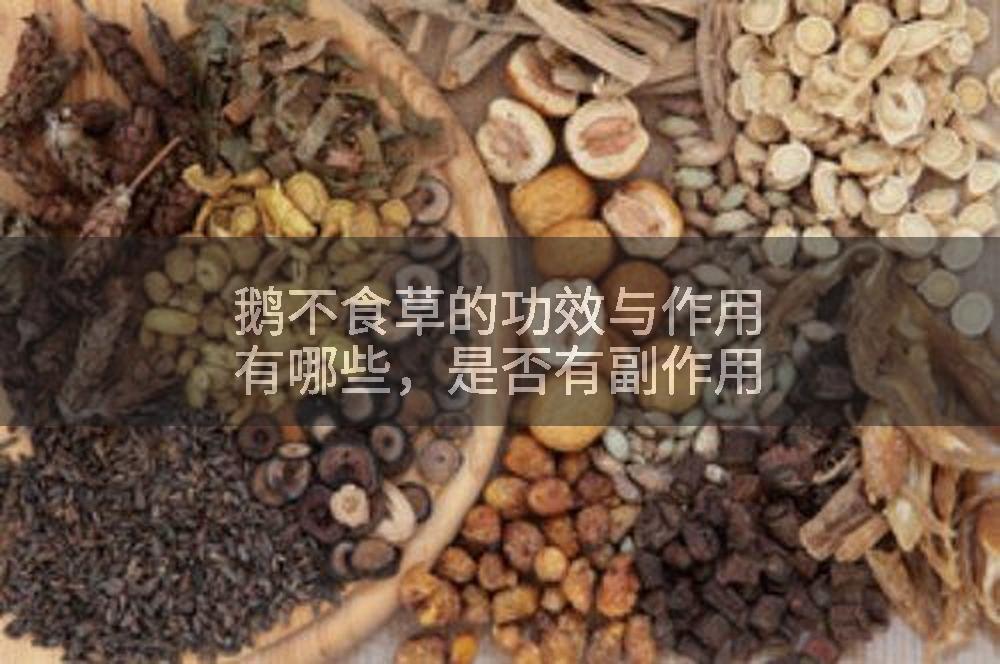 鹅不食草的功效与作用有哪些，是否有副作用