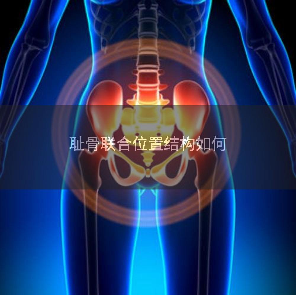 耻骨联合位置结构如何