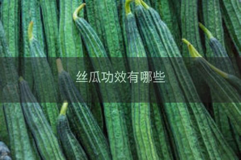 丝瓜功效有哪些