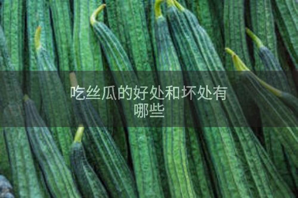 吃丝瓜的好处和坏处有哪些