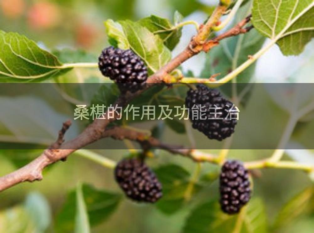 桑椹的作用及功能主治