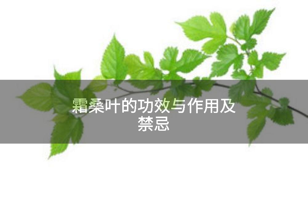 霜桑叶的功效与作用及禁忌