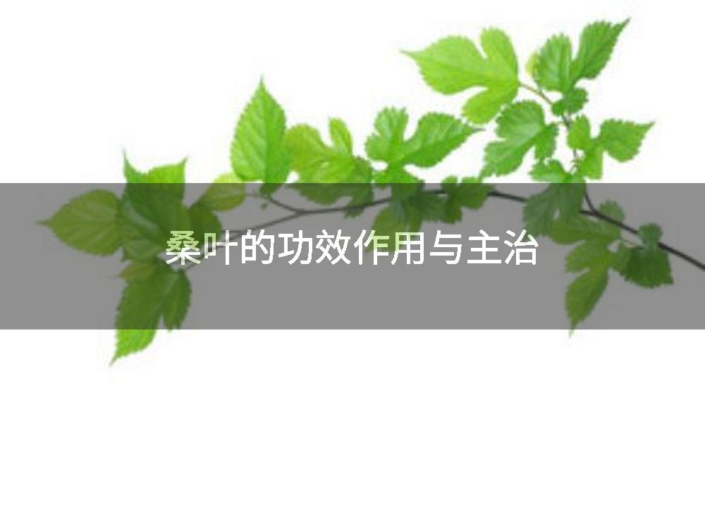 桑叶的功效作用与主治