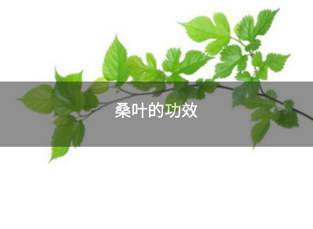 桑叶的功效