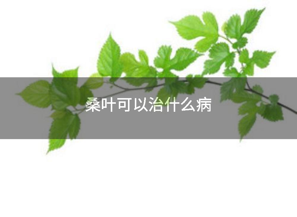 桑叶可以治什么病