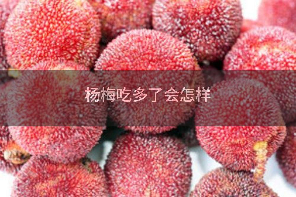 杨梅吃多了会怎样