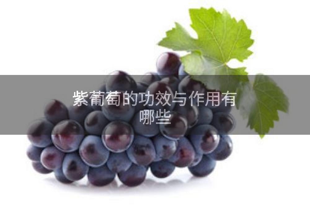 紫葡萄的功效与作用有哪些