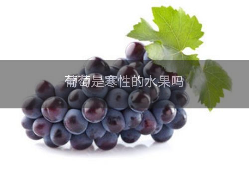 葡萄是寒性的水果吗