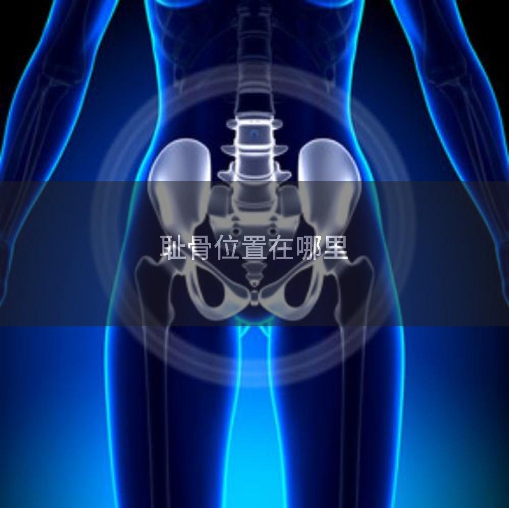 耻骨位置在哪里